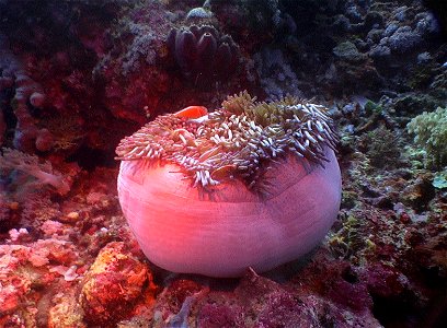 Heteractis magnifica, Synonym Radianthus Ritteri