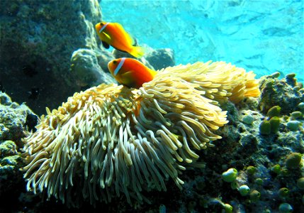 Maldive anemonefish (Amphiprion nigripes) in a sea anemone (Heteractis magnifica) in Fihalhohi, Maldives.. They are sometimes called Black-footed clownfish due to their black pelvic and anal fins. On photo