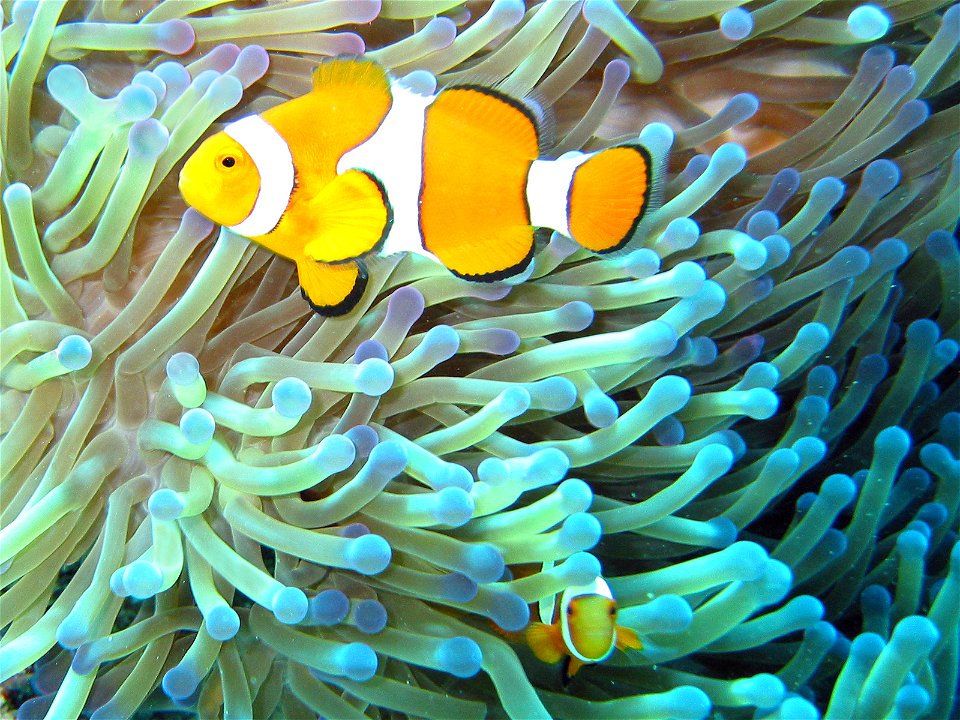 Common Clownfish (Amphiprion ocellaris) in their Magnificent Sea Anemone (Heteractis magnifica) home on the Great Barrier Reef, Australia.