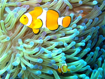 Common Clownfish (Amphiprion ocellaris) in their Magnificent Sea Anemone (Heteractis magnifica) home on the Great Barrier Reef, Australia. photo