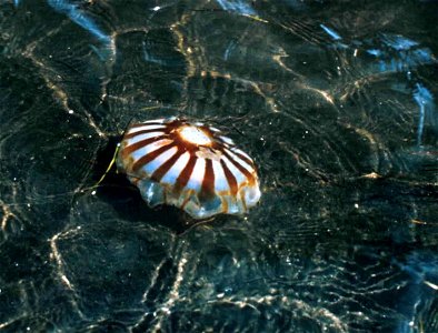 Image title: Jellyfish animal underwater life Image from Public domain images website, http://www.public-domain-image.com/full-image/fauna-animals-public-domain-images-pictures/fishes-public-domain-im photo