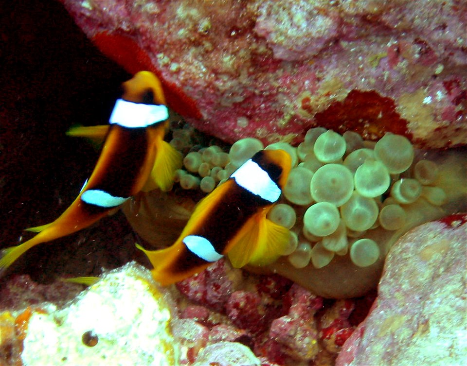 Alan Slater red sea May 2003