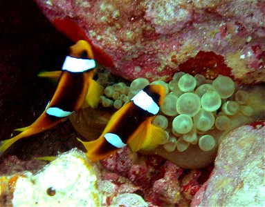 Alan Slater red sea May 2003