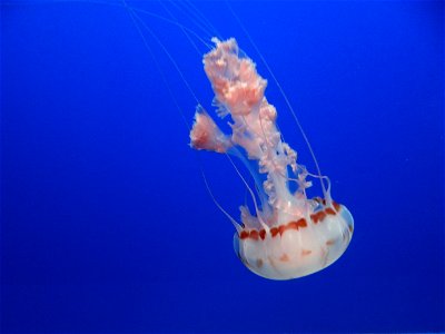purple-striped jellyfish photo