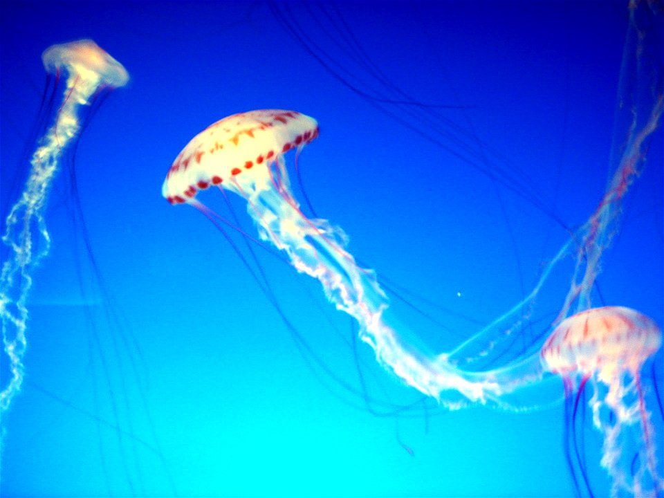 Sea nettles (up close) at Monterey Aquarium's Outer Bay Exhibit