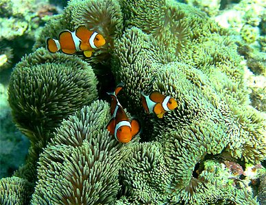 The clownfish Amphiprion ocellaris (known from the Walt Disney/Pixar cartoon Finding Nemo). Photo is from a coral reef near the Japanese island Sesoko and taken 2 m below water surface. In the backgro photo