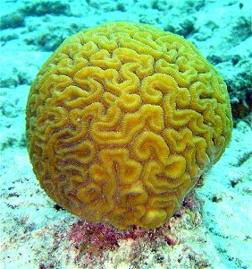 Brain coral photo
