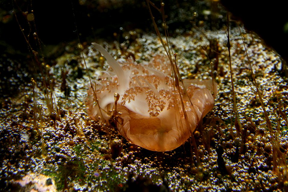 Cassiopea xamachana