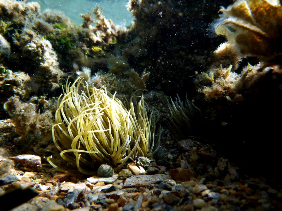 Anemonia sulcata en Cabo de Palos (Cartagena, Spain)