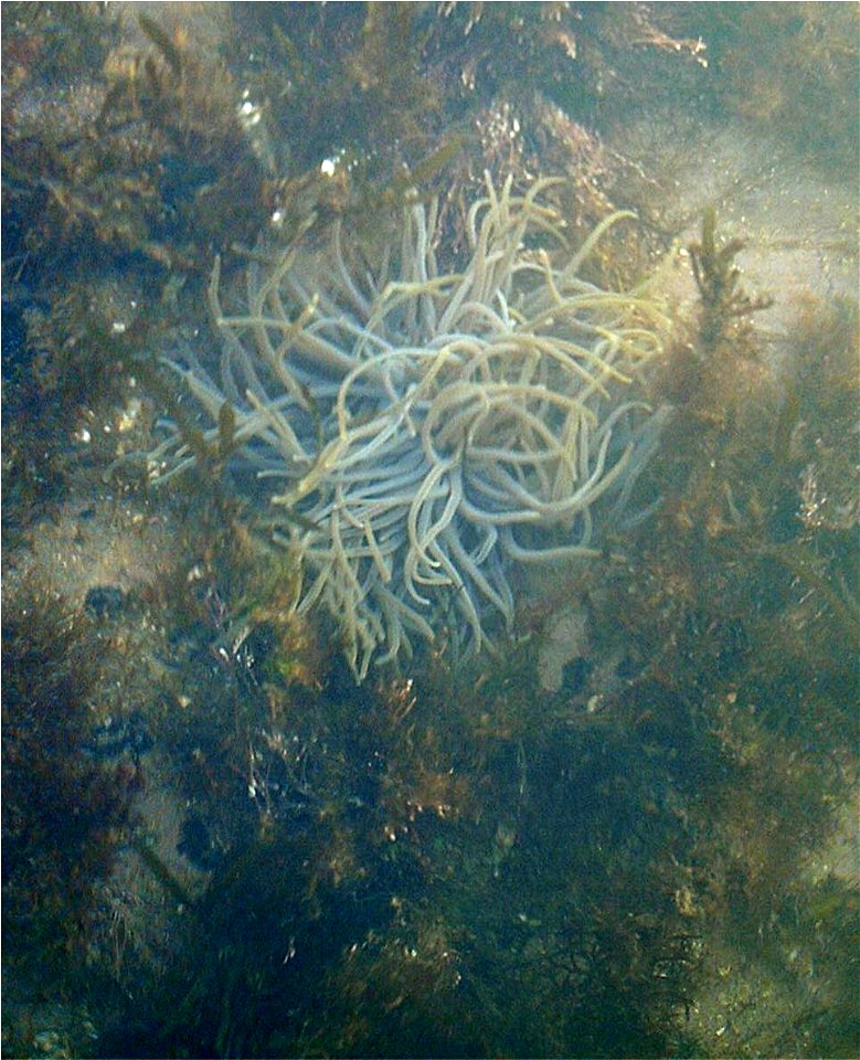 Snakelocks anemone Anemonia sulcata at Saltern Cove, Paignton, UK