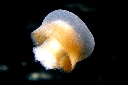 Bazinga rieki jellyfish