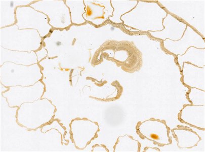 PRESERVED_SPECIMEN; ; ; microslide; IZ number 97602; lot count 1; Microslide 01, balsam, serial section; Microslide 02, balsam, serial section; Microslide 03, balsam, serial section; Microsl