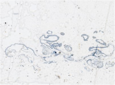 PRESERVED_SPECIMEN; ; ; microslide; IZ number 97610; lot count 1; Microslide 01, balsam, serial section;