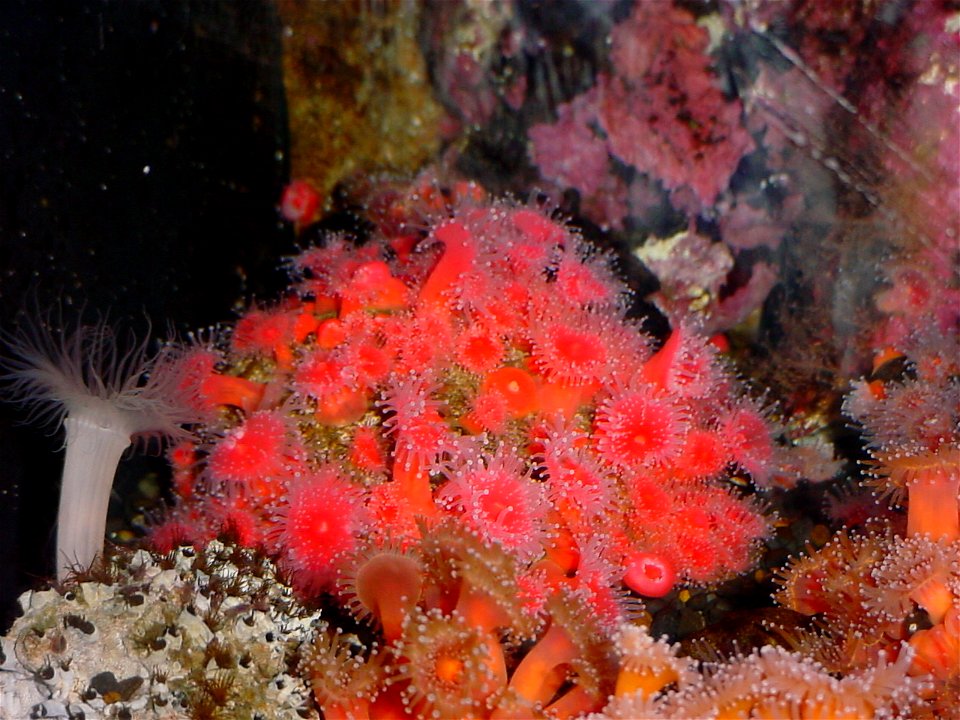pink polyps Corynactis californica