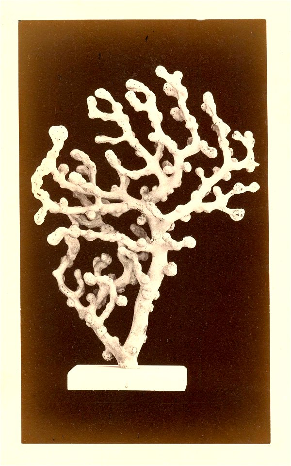 PRESERVED_SPECIMEN; ; ; dry; photograph; photograph; IZ number 4752; lot count 1; 1878-01-01T00:00:00Z