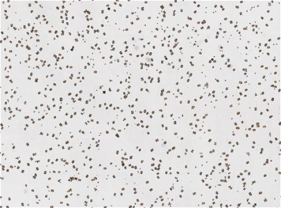 PRESERVED_SPECIMEN; ; ; dry; 70% alc.; microslide; IZ number 27002; lot count 1; Microslide 01, balsam, sclerites; Microslide 02, balsam, sclerites; 2000-12-05T00:00:00Z