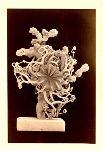 PRESERVED_SPECIMEN; ; ; dry; photograph; IZ number 56847; lot count 1; epibiont: IZ.004739.EC;