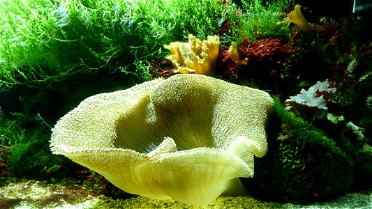 Stichodactyla haddoni / Carpet anemone, Viena / Teppichanemone im Haus des Meeres in Wien
