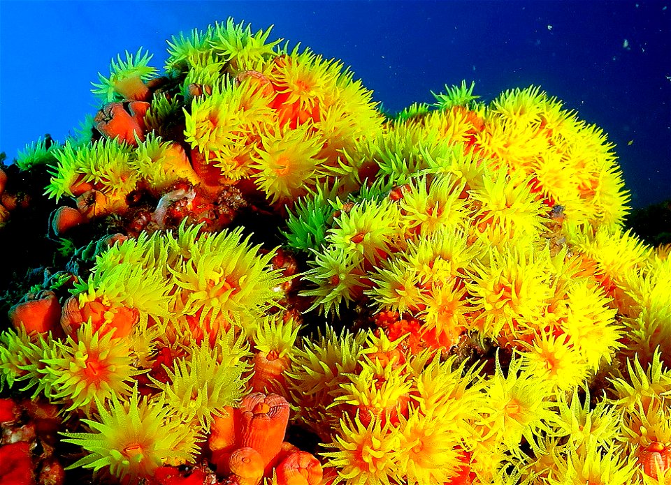 Coral Sol (Tubastraea coccinea)