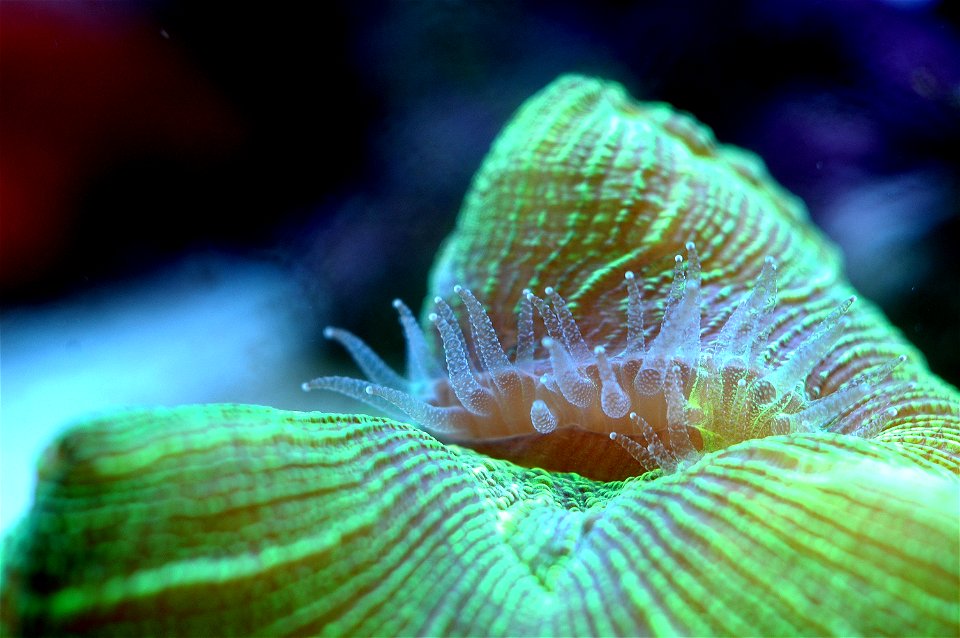 Open Brain Coral, Metallic Green
Species: Trachyphyllia geoffroyi

Family: Trachyphylliidae