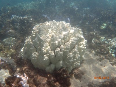 Bleached Porites lobata coral colony in Olowalu, Maui during the El Niño bleaching event in October of 2015.