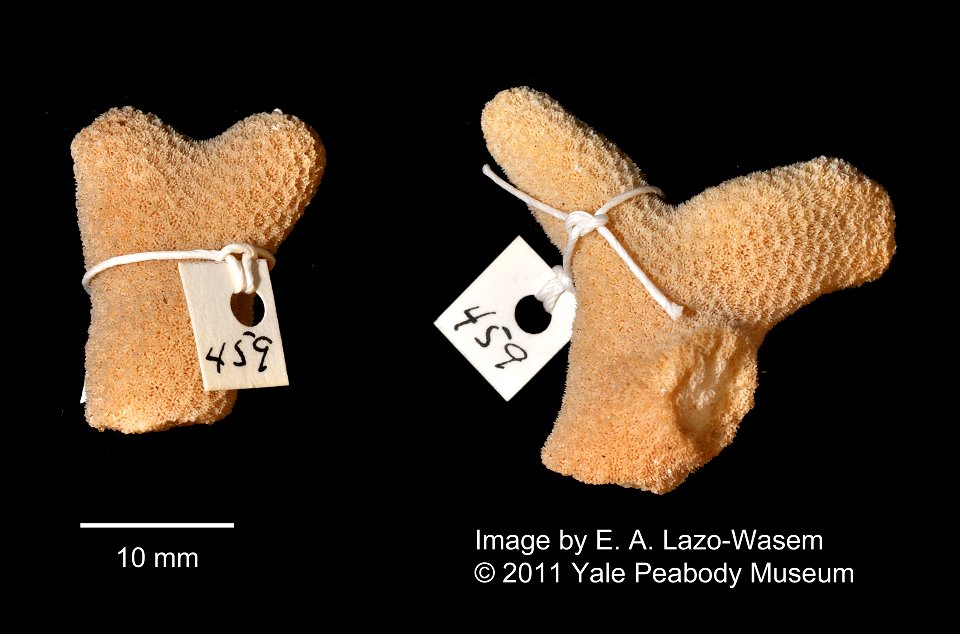 PRESERVED_SPECIMEN; ; ; dry; IZ number 459; lot count 1;