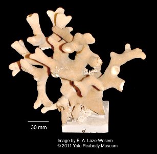 PRESERVED_SPECIMEN; ; ; dry; IZ number 459; lot count 1;