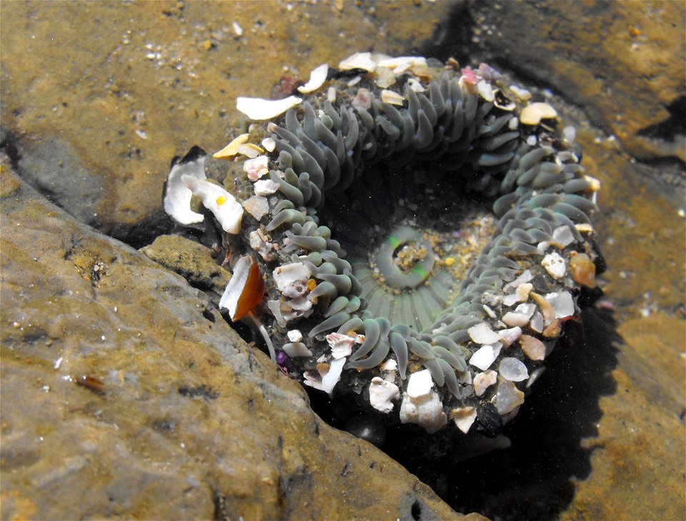 Anthopleura sola at the tidepools at Cabrillo National Monument, San Diego, California, USA