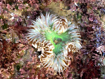 Solitary Anemone (Anthopleura sola) photo