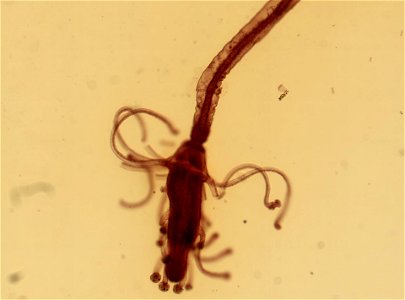 PRESERVED_SPECIMEN; ; ; microslide; IZ number 92484; lot count 1; Microslide 01, balsam, whole mount;