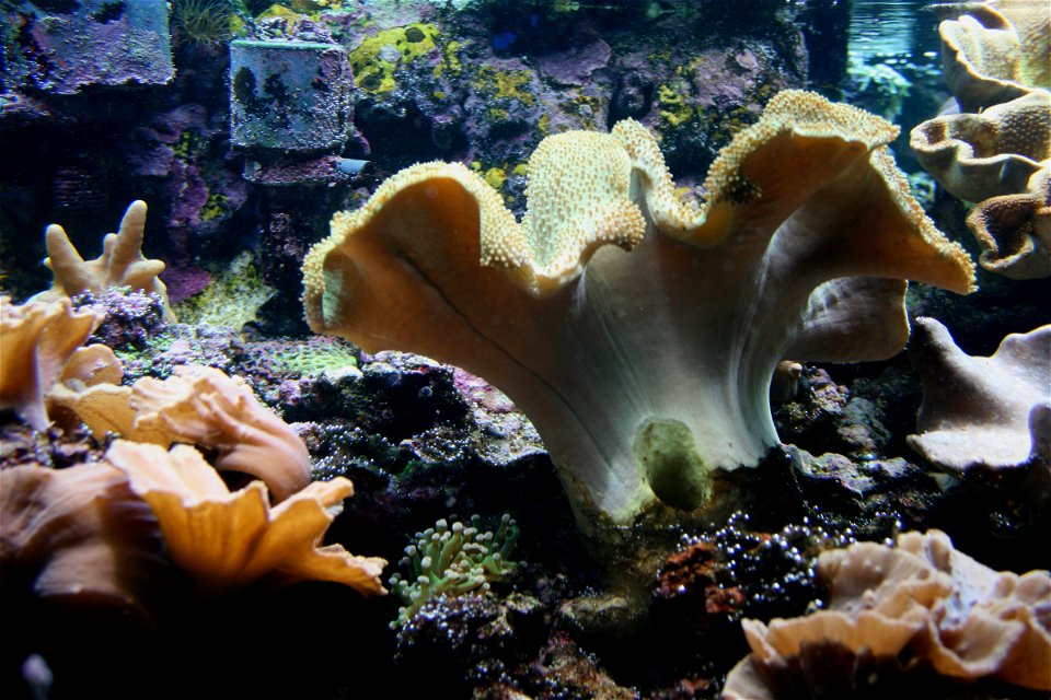 Sea coral (Sarcophython glaucum) on Prague sea aquarium, Czech Republic