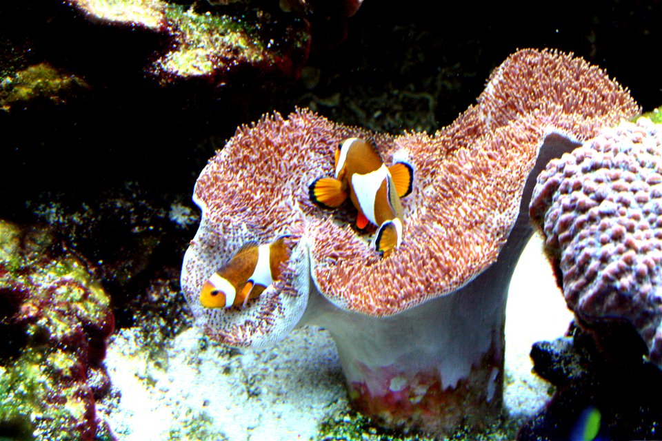 Fish Amphiprion ocellaris on Sarcophython glaucum in Prague sea aquarium, Czech Republic