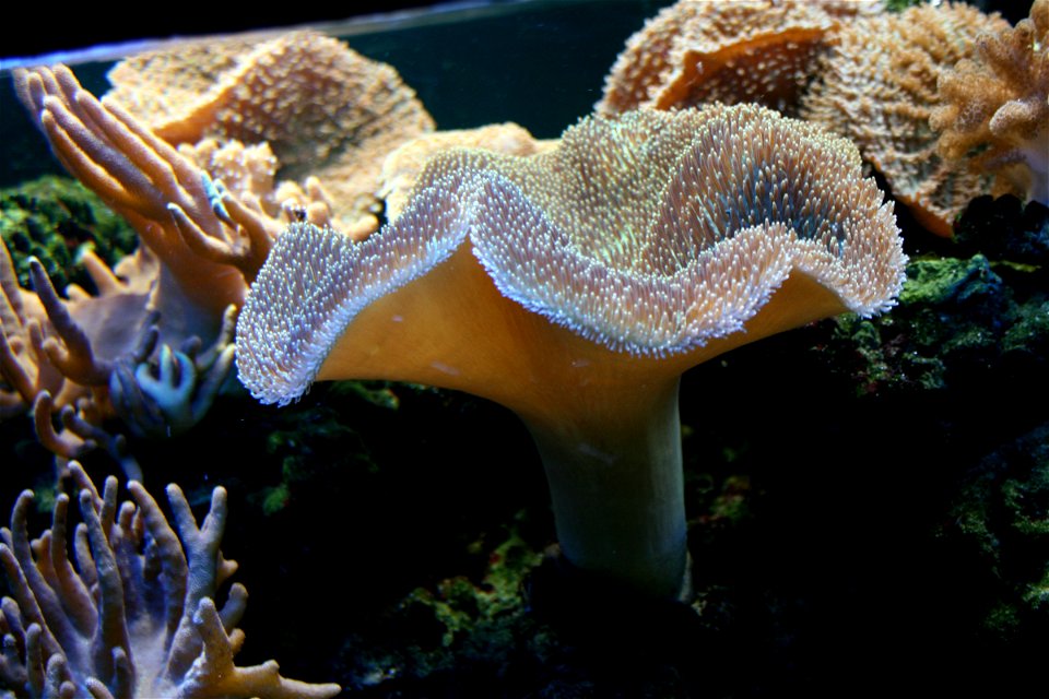 Sea coral (Sarcophython glaucum) on Prague sea aquarium, Czech Republic