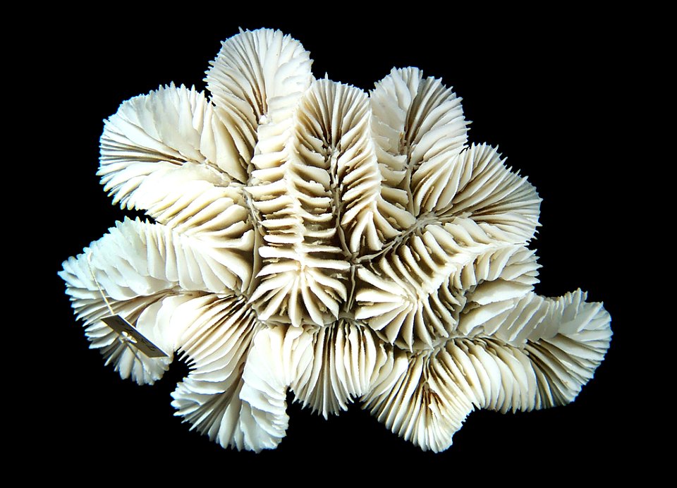 PRESERVED_SPECIMEN; ; ; dry; IZ number 7570; lot count 1; 1961-07-23T00:00:00Z