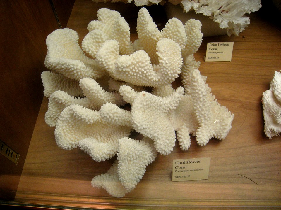 Cauliflower coral (Pocillopora meandrina) in Museum of Science, Boston, Massachusetts, USA. Note that there was no prohibition against photography in the museum.