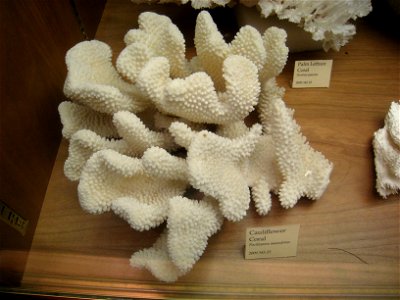 Cauliflower coral (Pocillopora meandrina) in Museum of Science, Boston, Massachusetts, USA. Note that there was no prohibition against photography in the museum.