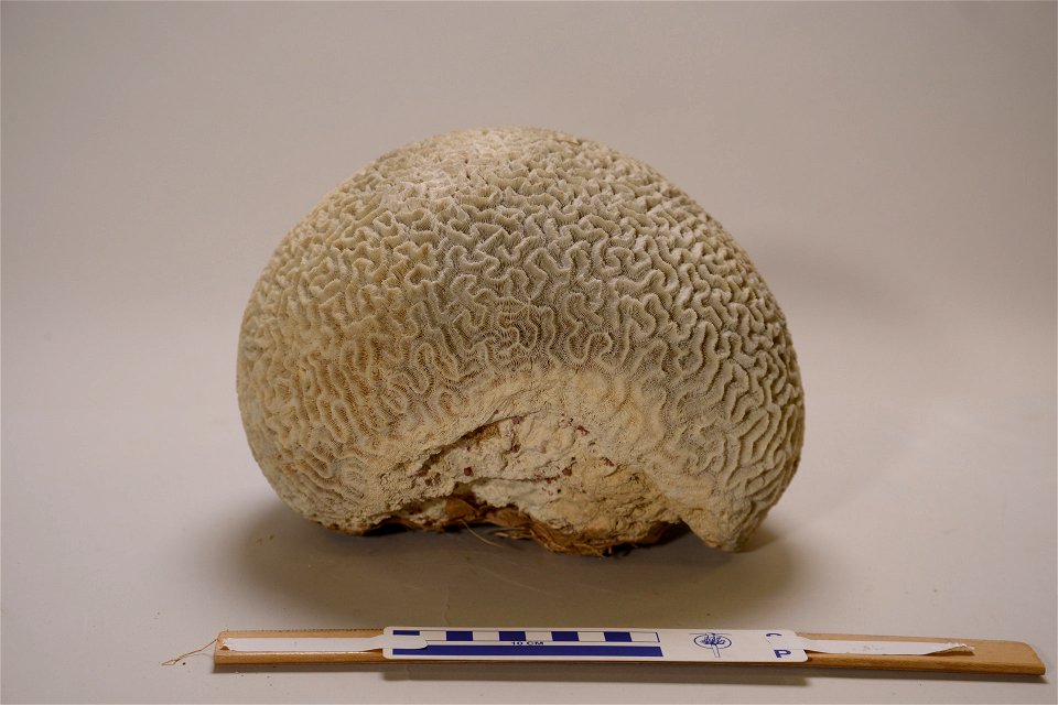 PRESERVED_SPECIMEN; ; ; dry; IZ number 60430; lot count 1;