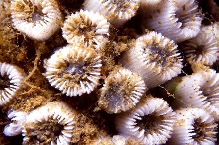 Cladocora caespitos (Linnaeus, 1767) - Banyuls-sur-Mer : 07/91