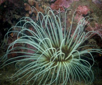 Cerianthus membranaceus Spallanzani, 1784 - Banyuls-sur-Mer : 08/81