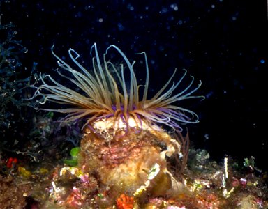 Cerianthus membranaceus Spallanzani, 1784 - Banyuls-sur-Mer : 08/81
