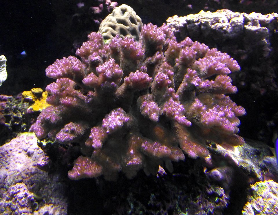 Pocillopora verrucosa at the Birch Aquarium, San Diego, California, USA.