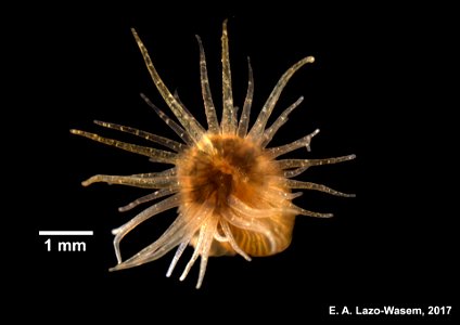 PRESERVED_SPECIMEN; ; ; 10% form.->70% alc.; Ginsburg; IZ number 100127; lot count 1; 2017-07-20T00:00:00Z
