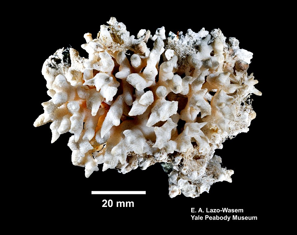 PRESERVED_SPECIMEN; ; ; dry; IZ number 10978; lot count 1; 1985-08-12T00:00:00Z