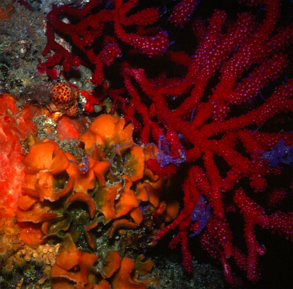 Colonies de Pentapora foliacea, d' Alcyonium acaule et de Paramuricea clavata