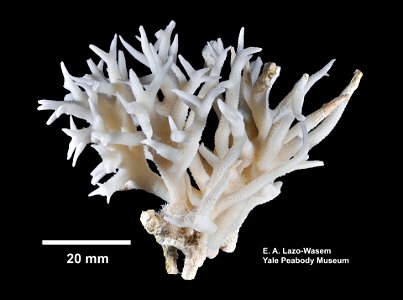 PRESERVED_SPECIMEN; ; ; dry; IZ number 23470; lot count 1; 1975-09-03T00:00:00Z