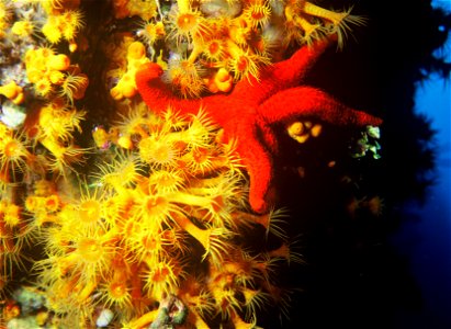 Parazoanthus axinellae