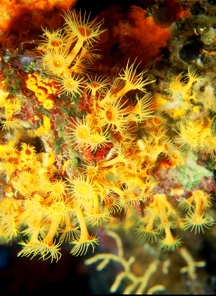 {InformationParazoanthus axinellae