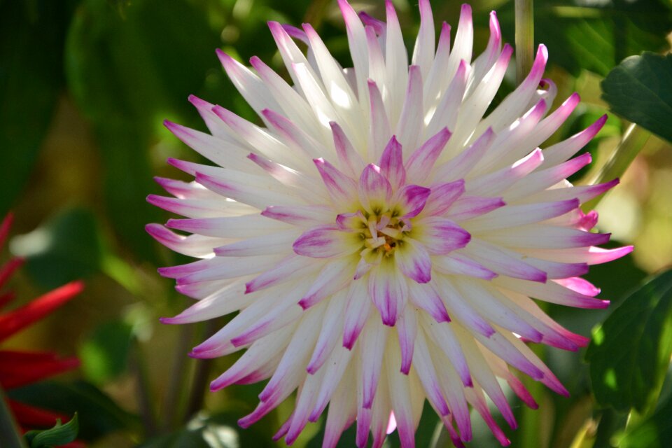 Nature spring botany