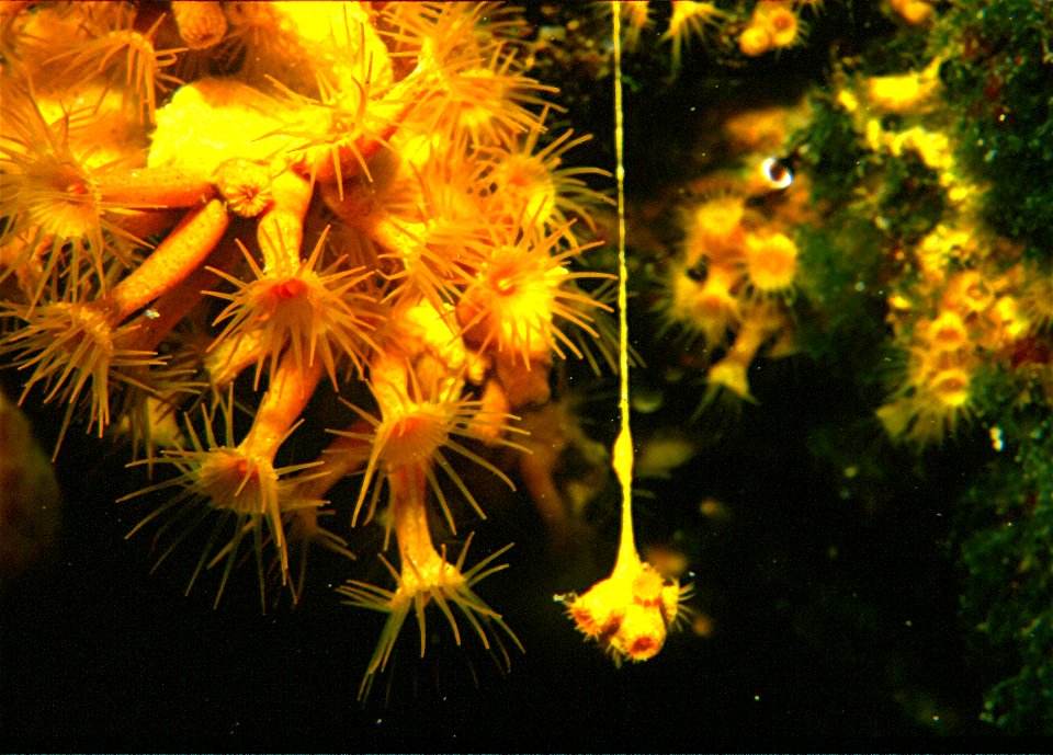 Parazoanthus axinellae (Schmidt, 1862), Axinella verrucosa (Esper, 1794) - Banyuls-sur-Mer : 08/1984 - asexual reproduction