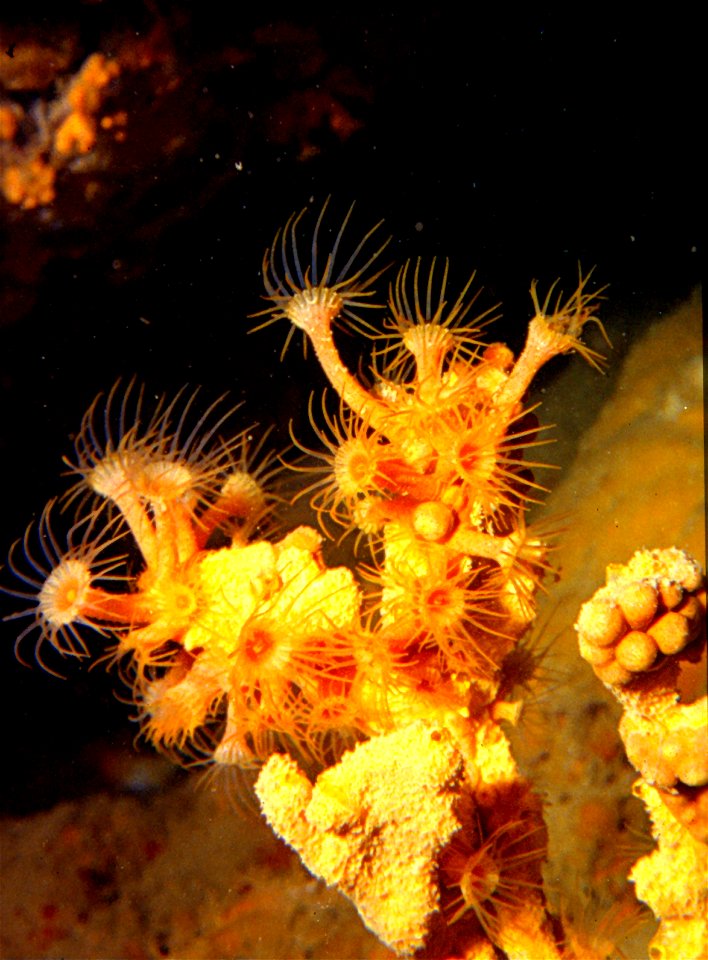 Parazoanthus axinellae (Schmidt, 1862) colonizing Axinella polypodes (Schmidt, 1862) and all Axinella spp.. The yellow nodules are specimens of Parazoanthus axinellae fully retracted - Banyuls-sur-Mer